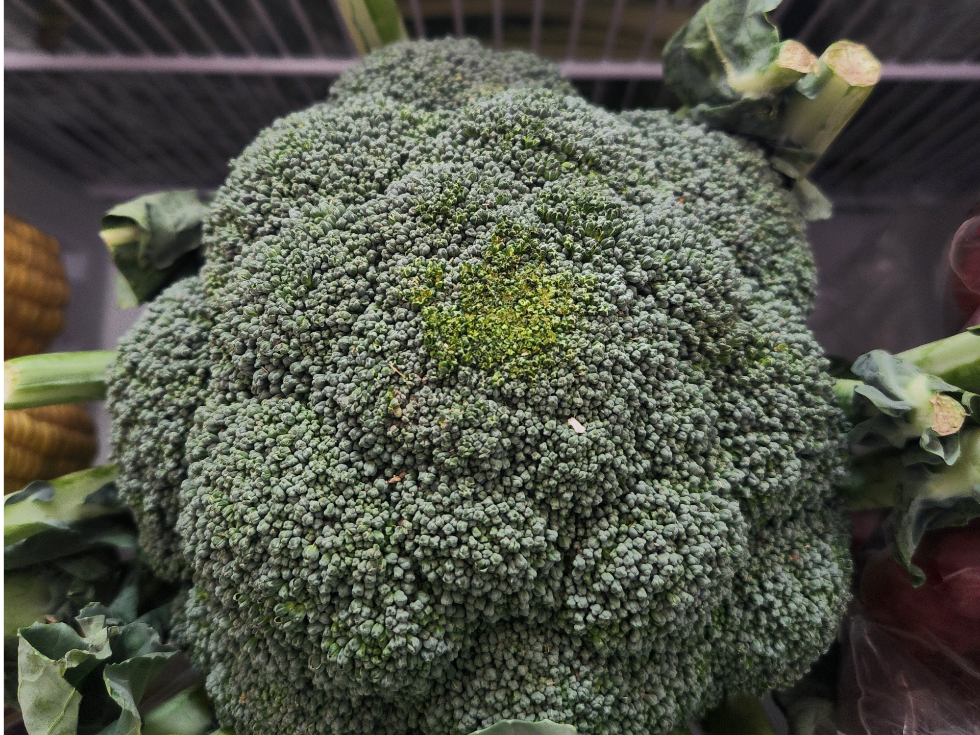 Brócoli