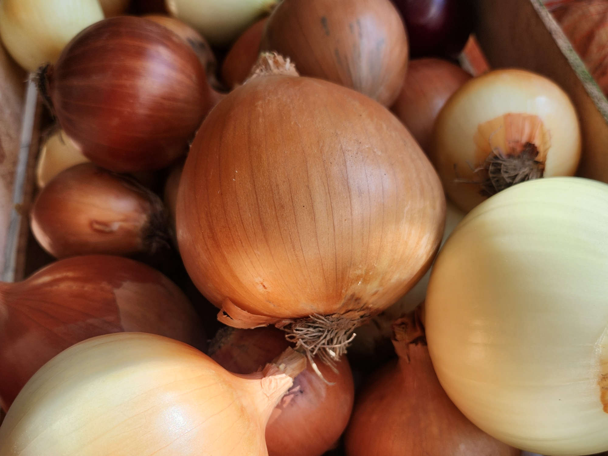 Cebolla