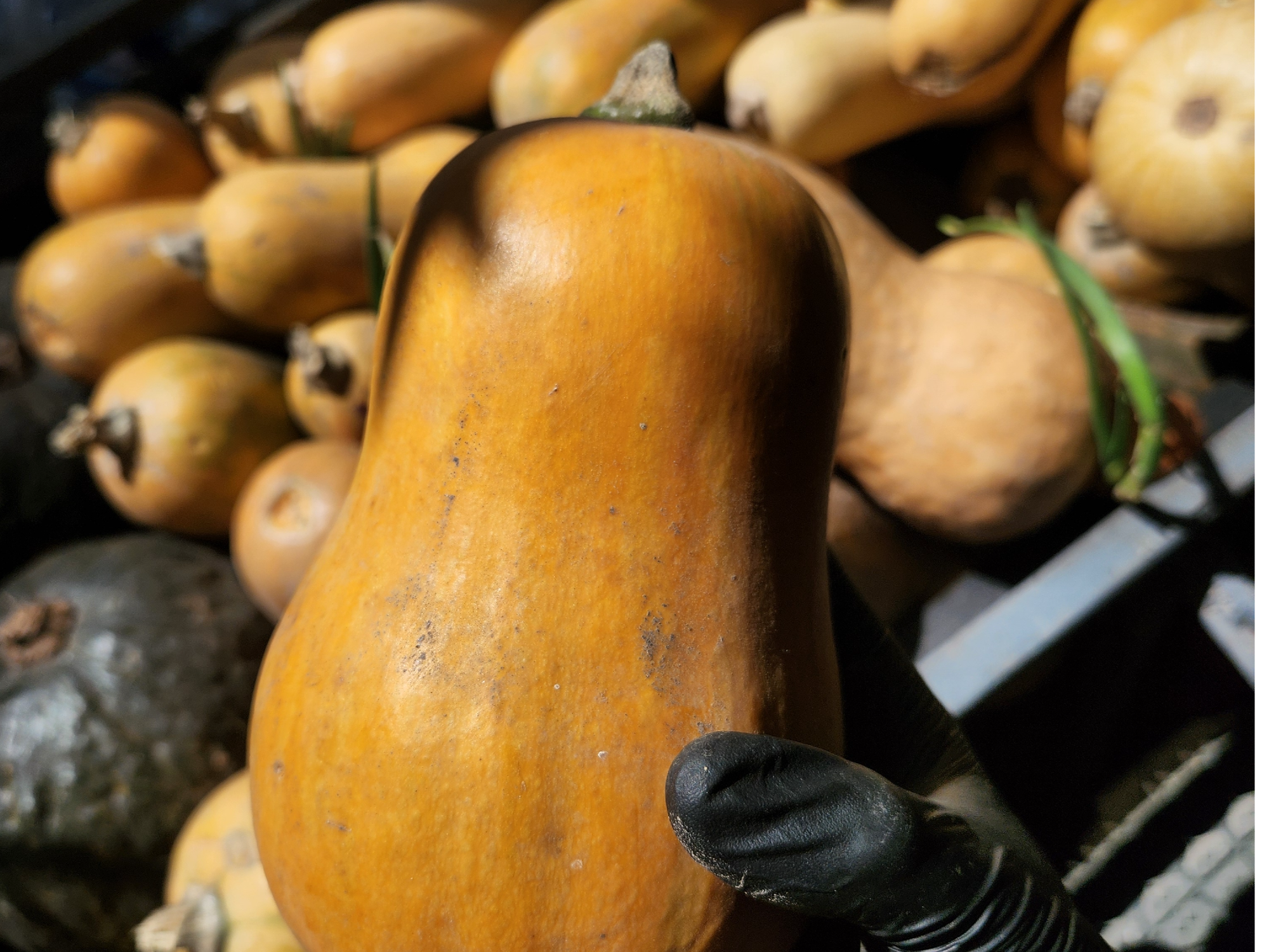 Calabacín
