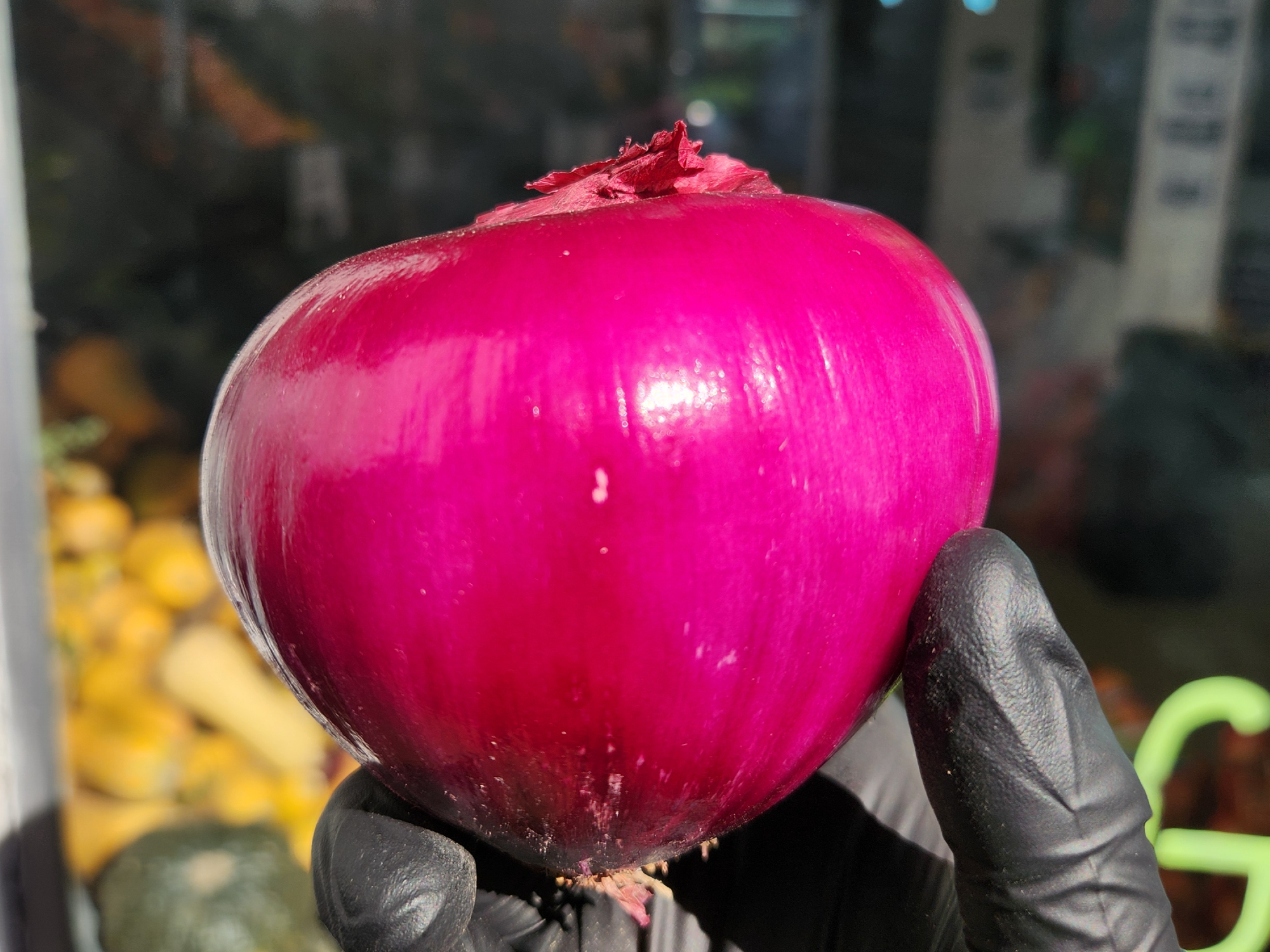 Cebolla morada