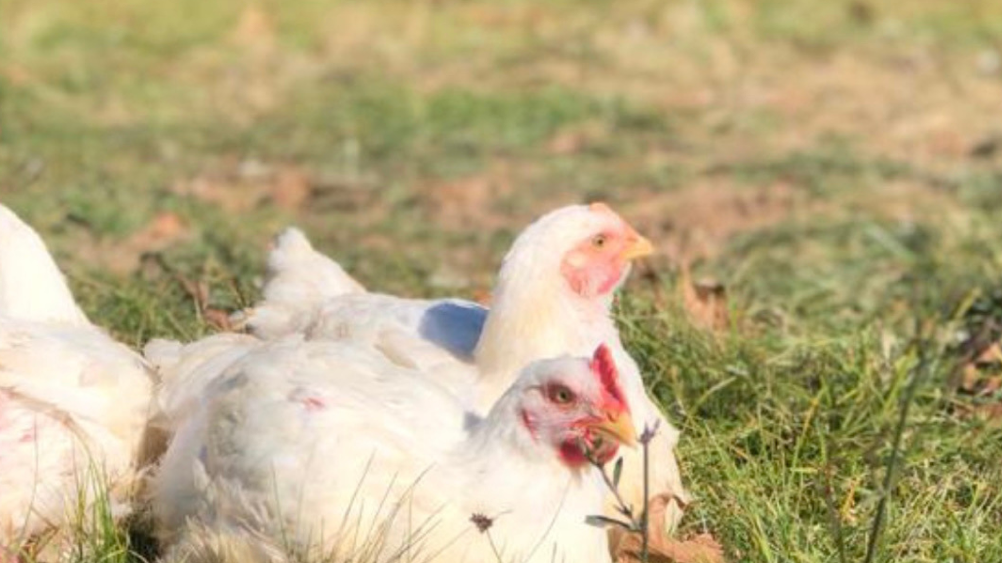 Pollo Pastoril