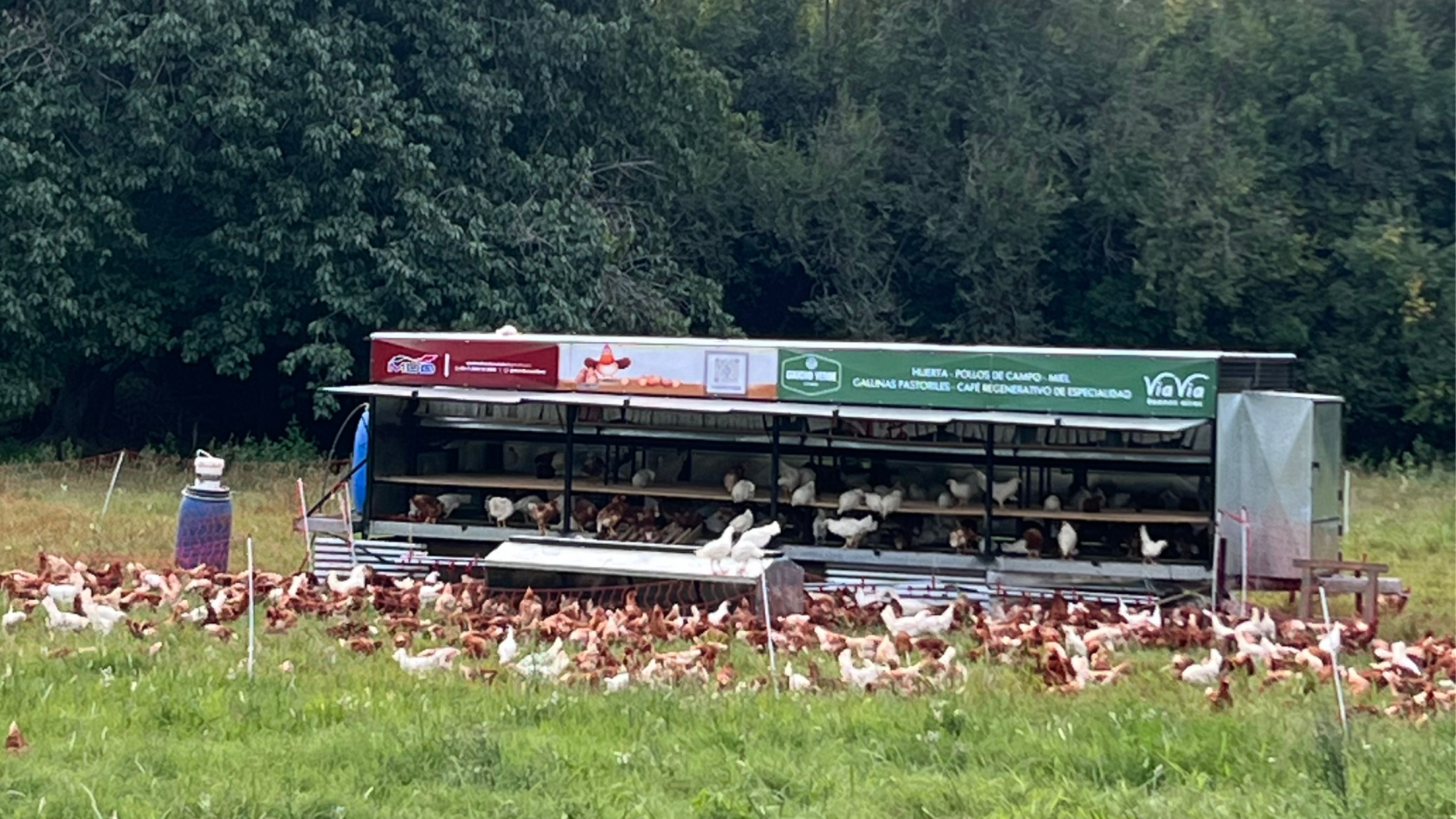 Huevos de Gallinas en pastoreo