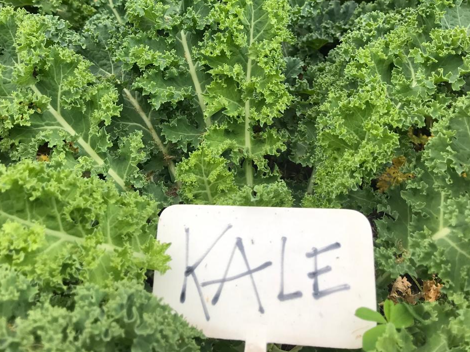 Kale