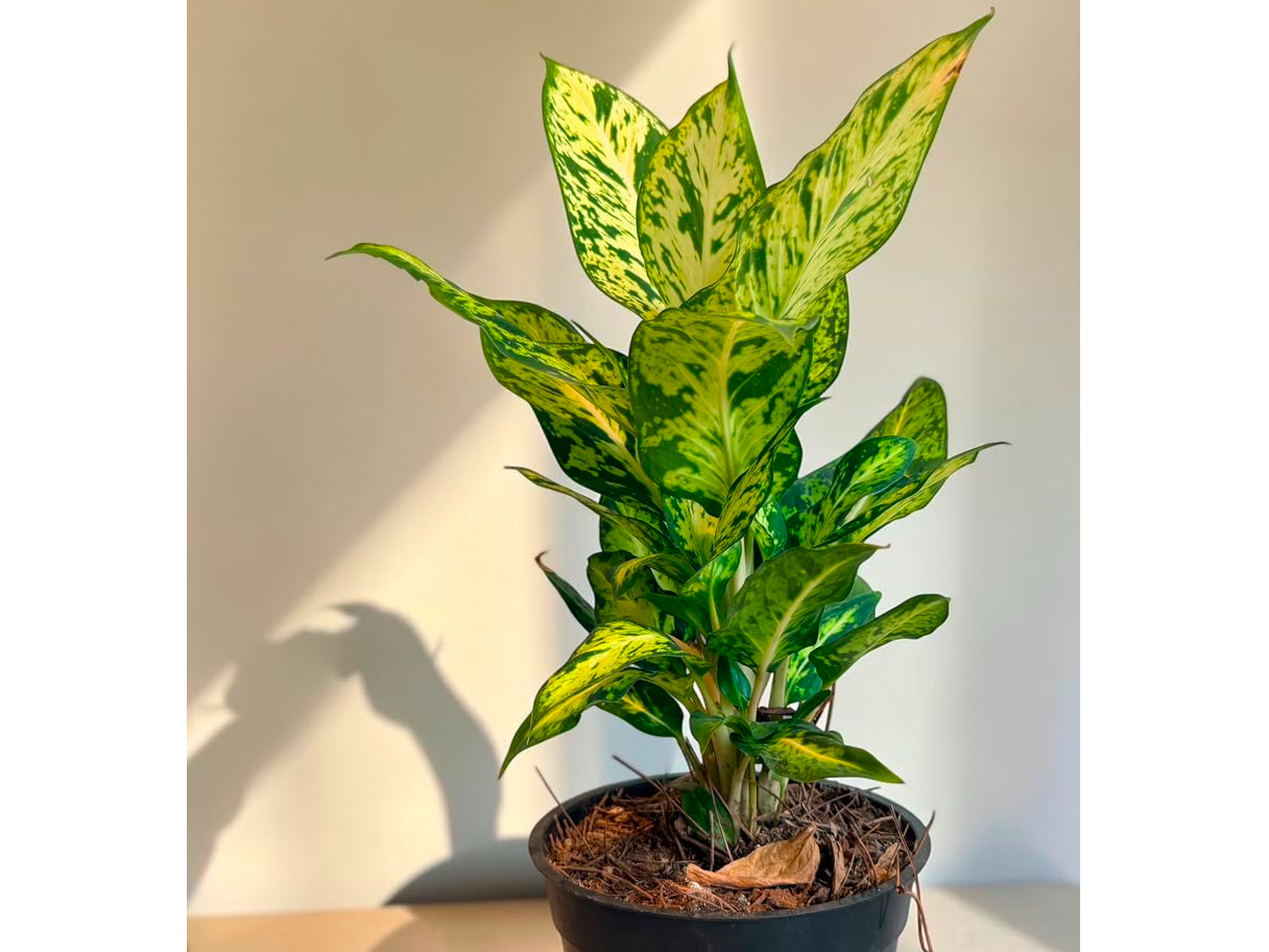 AGLAONEMA