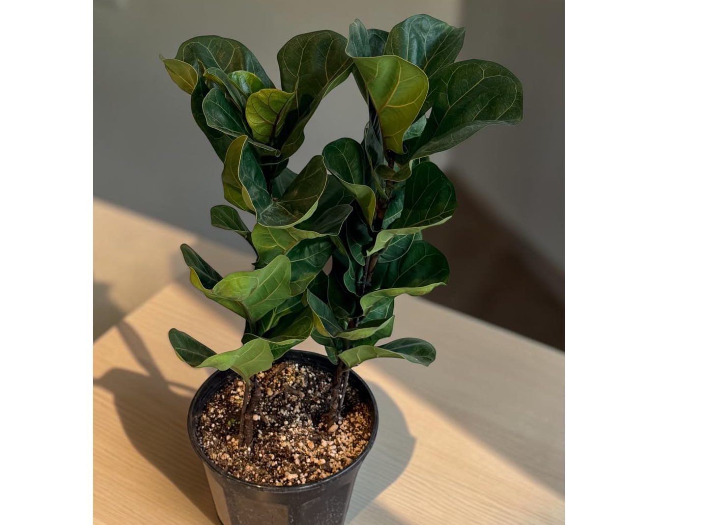 FICUS PANDURATA DOBLE