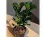 FICUS PANDURATA DOBLE