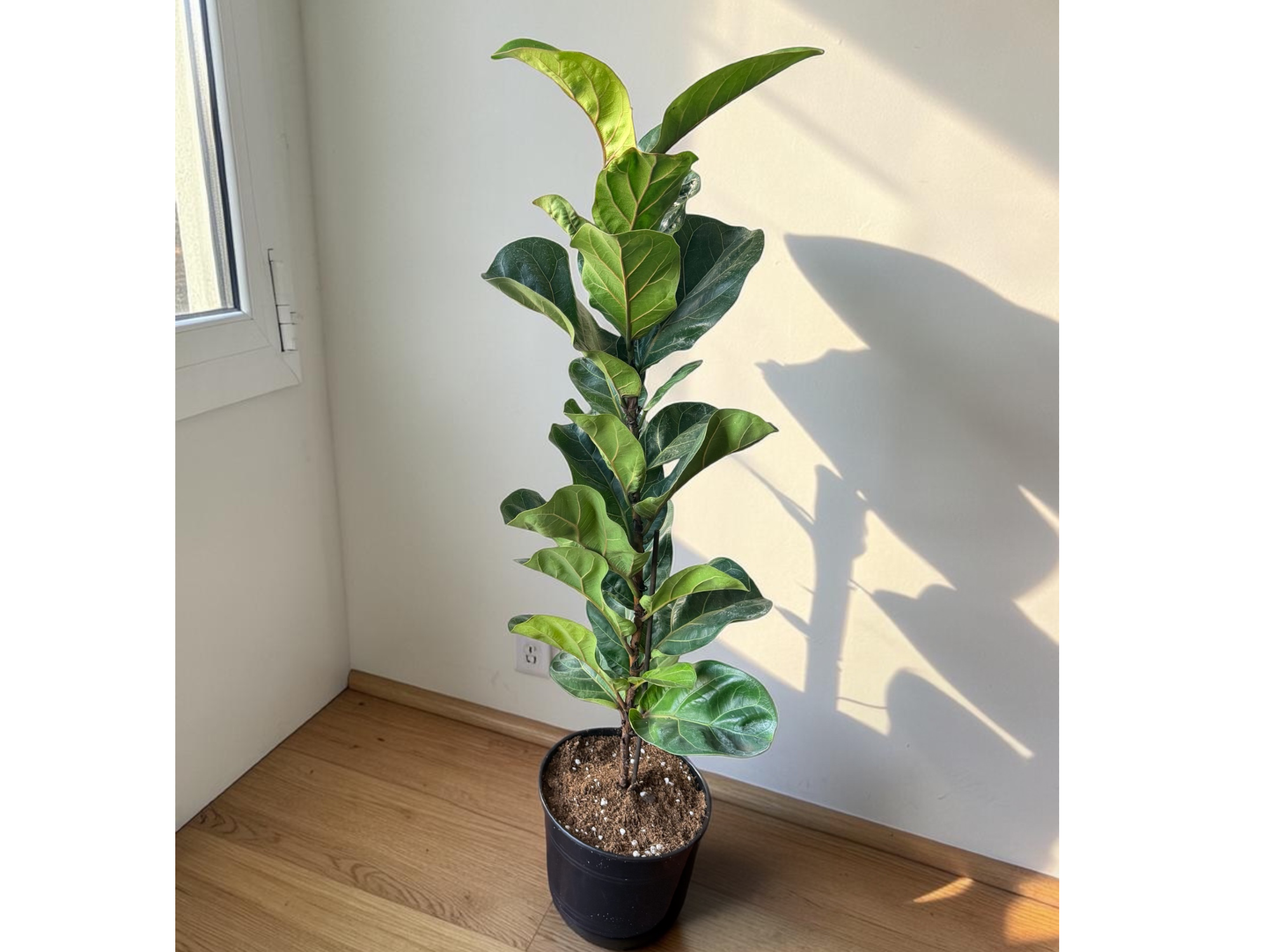 FICUS PANDURATA SIMPLE