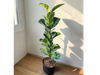 FICUS PANDURATA SIMPLE