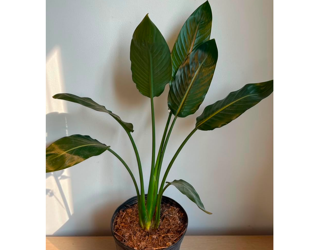 STRELITZIA MEDIANA