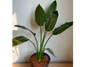 STRELITZIA MEDIANA