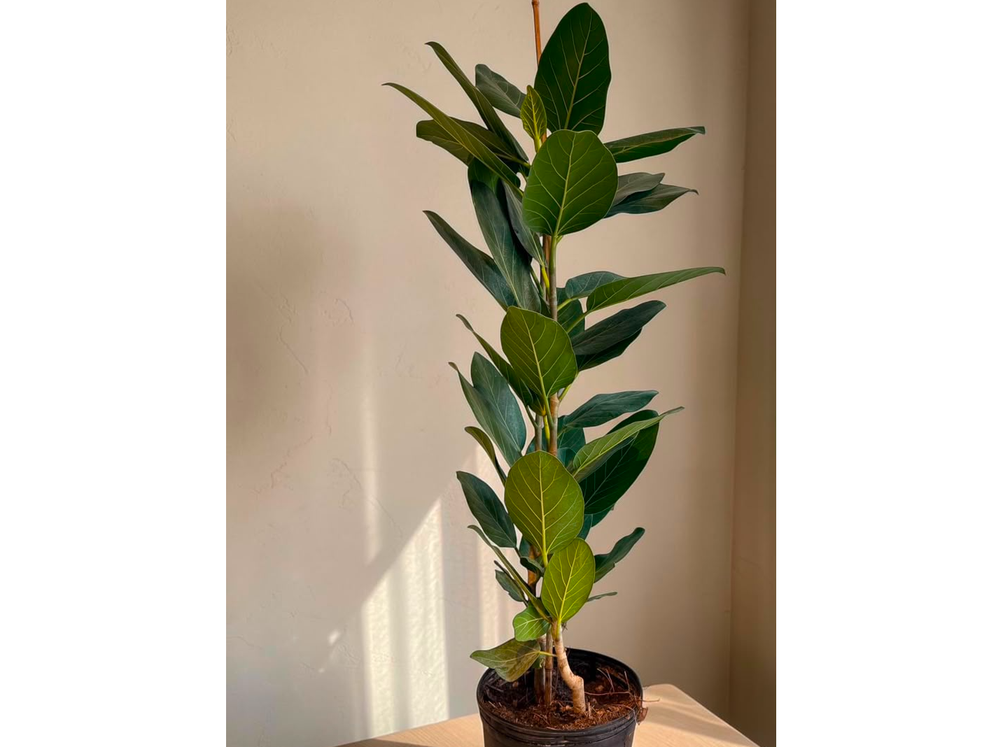 FICUS AUDREY