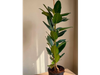 FICUS AUDREY
