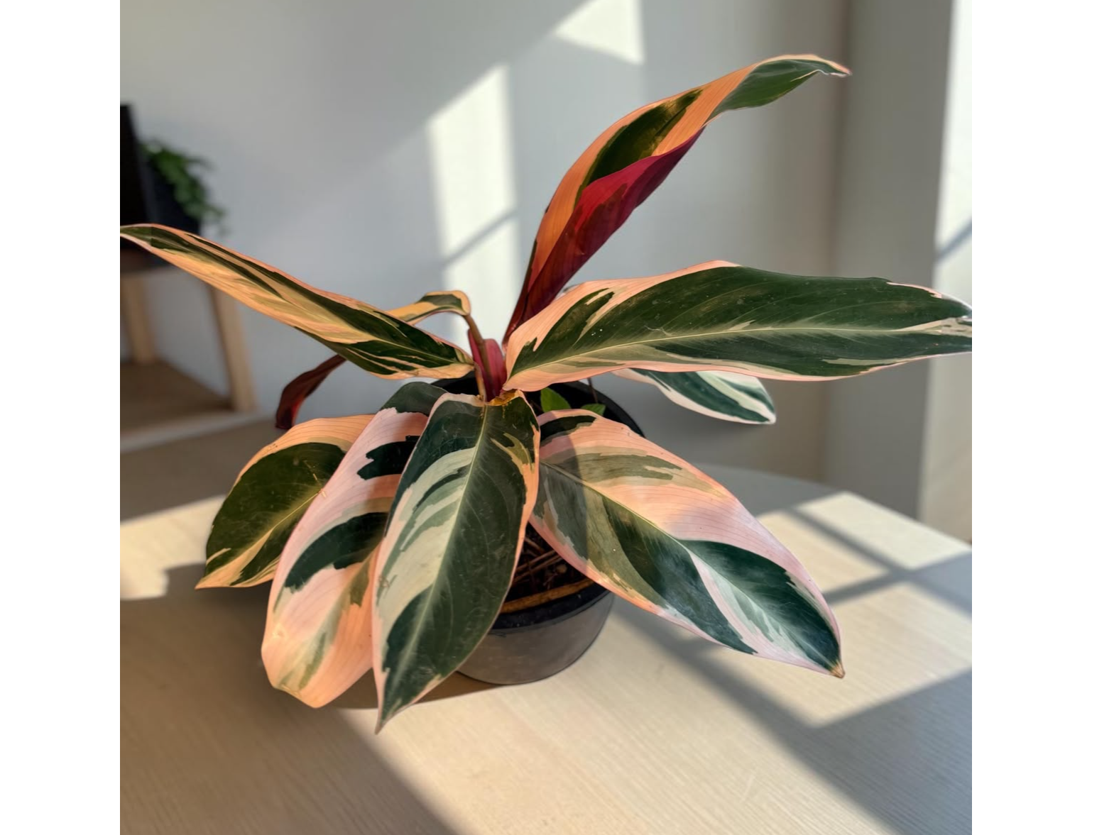 STROMANTHE