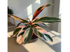 STROMANTHE