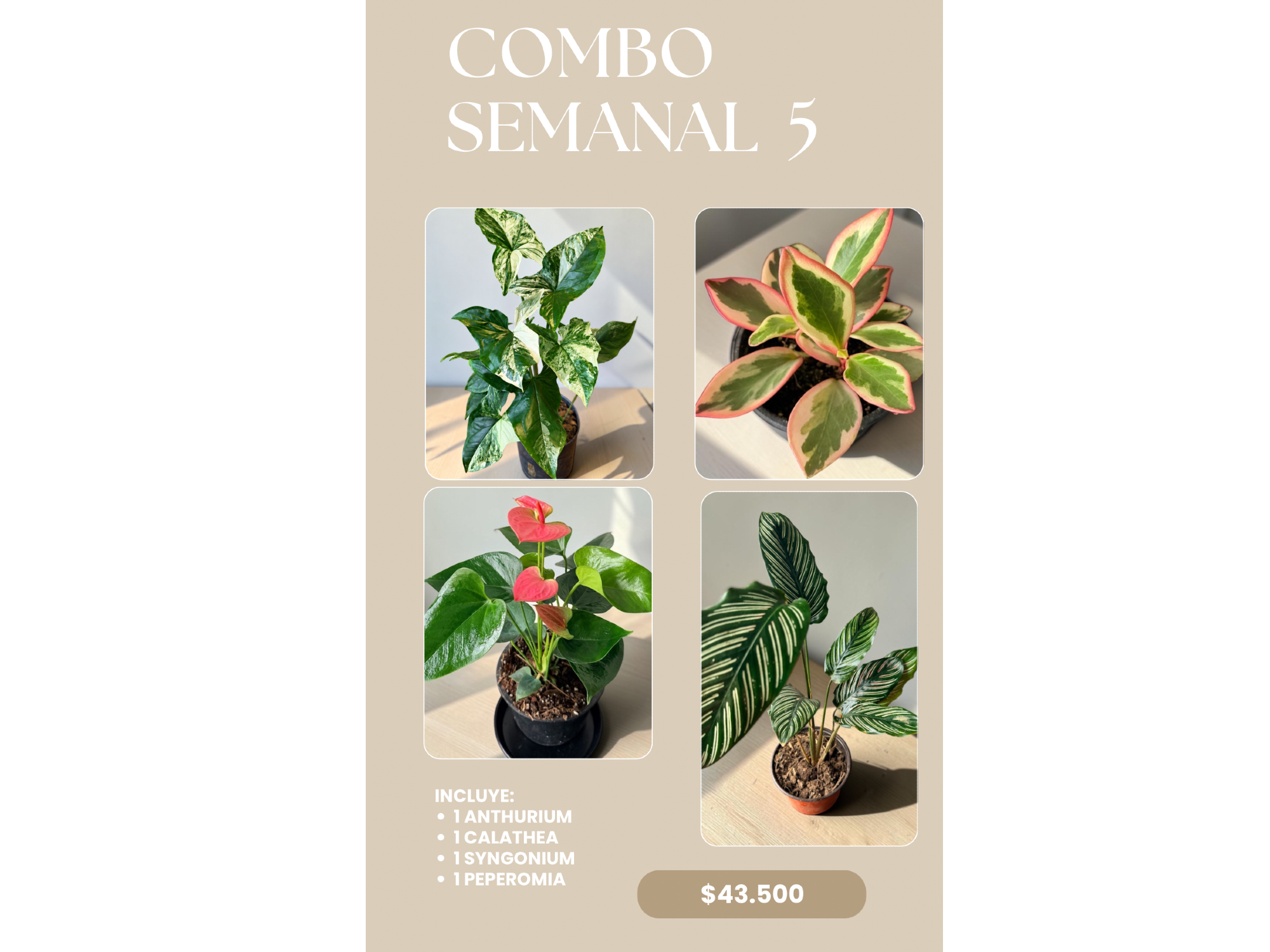 COMBO 5