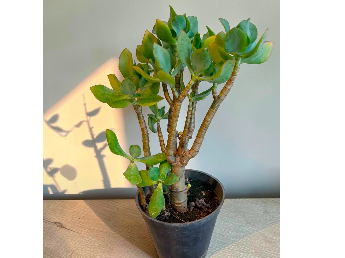 JADE