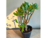 JADE