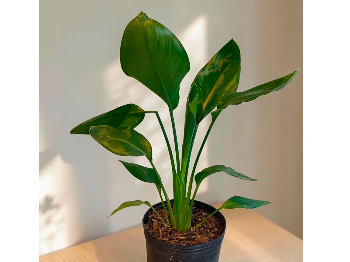 STRELITZIA CHICA