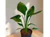 STRELITZIA CHICA
