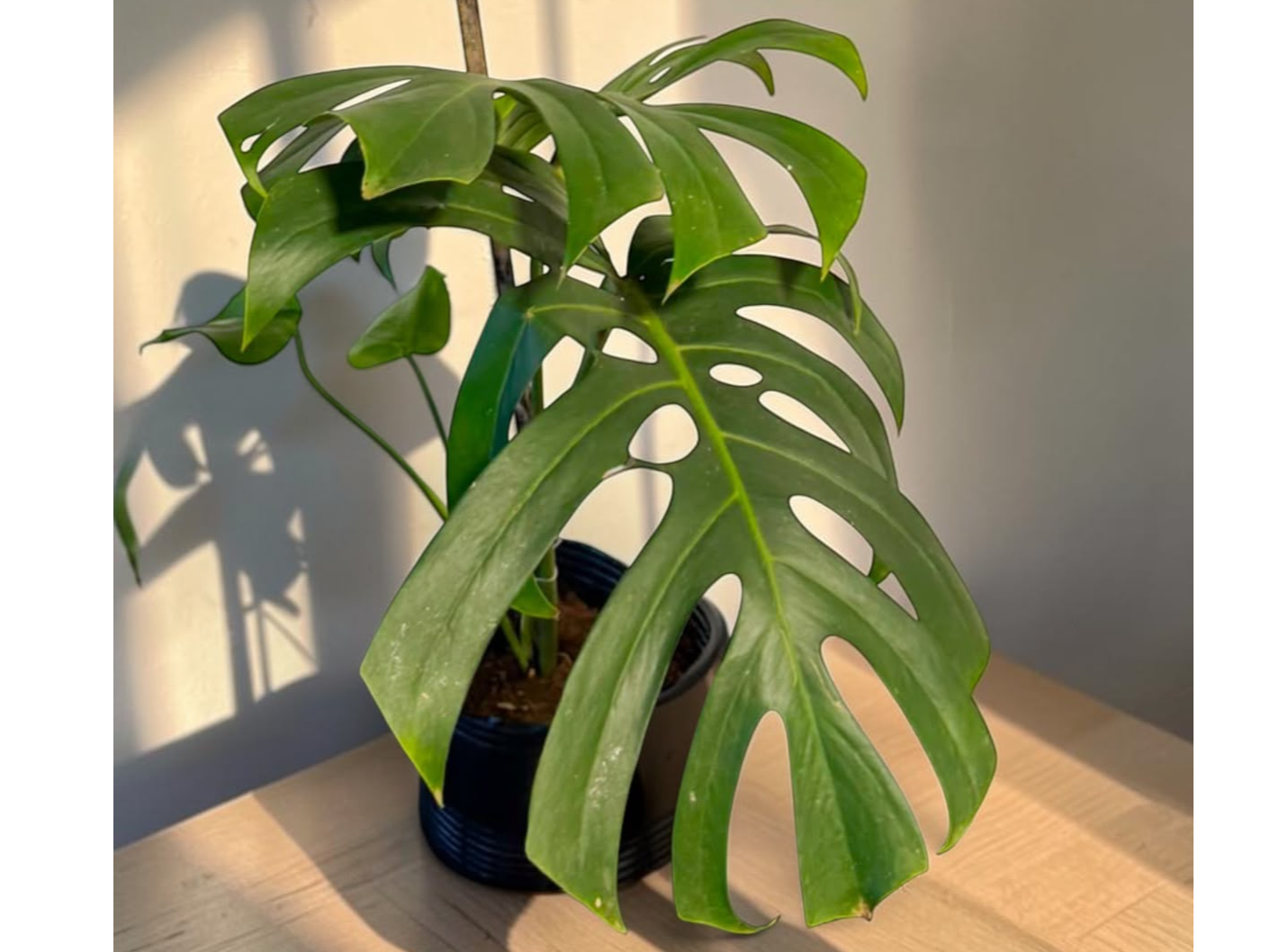 MONSTERA