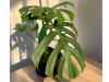 MONSTERA