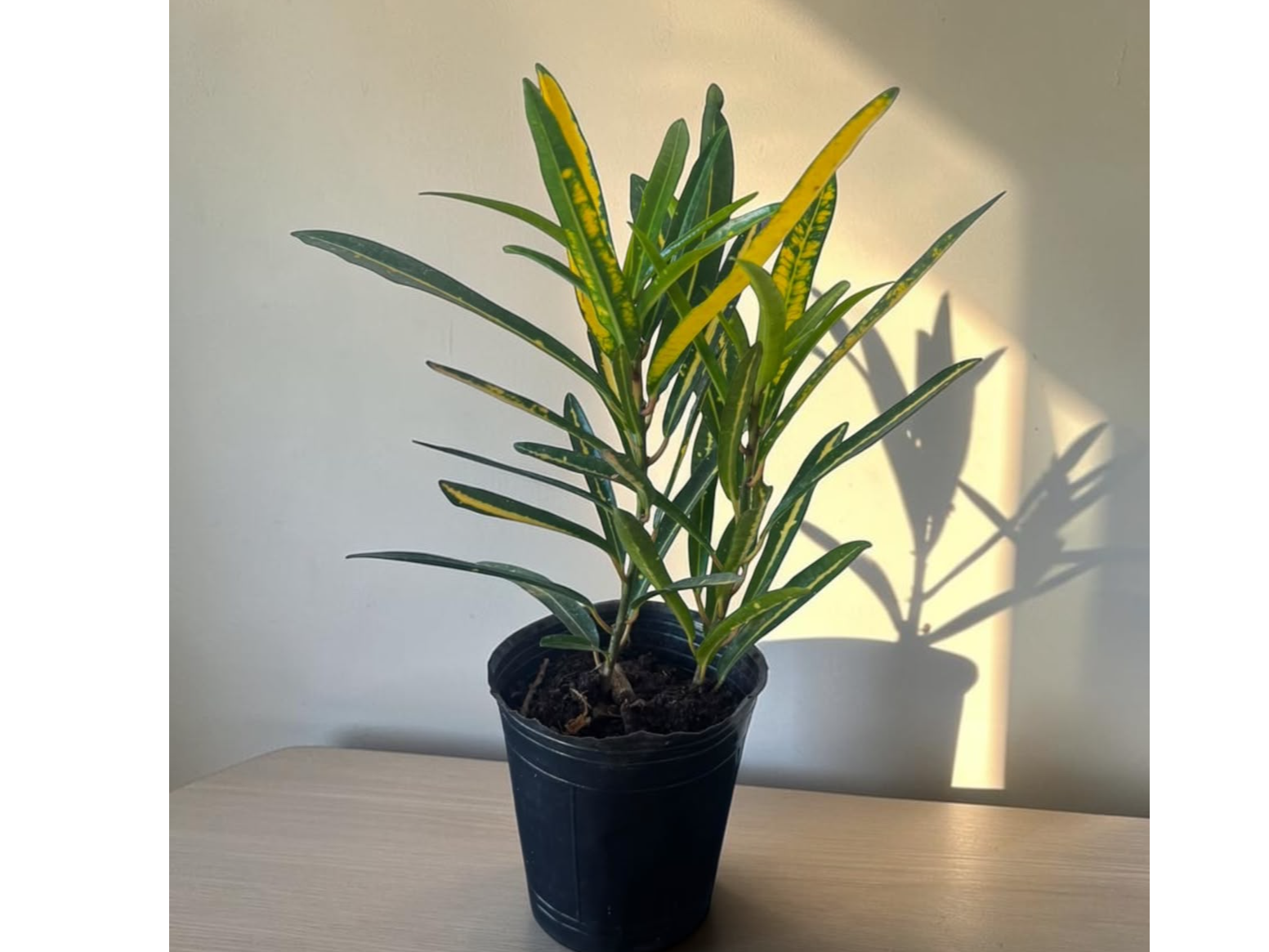 CROTON FIDEO