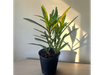 CROTON FIDEO