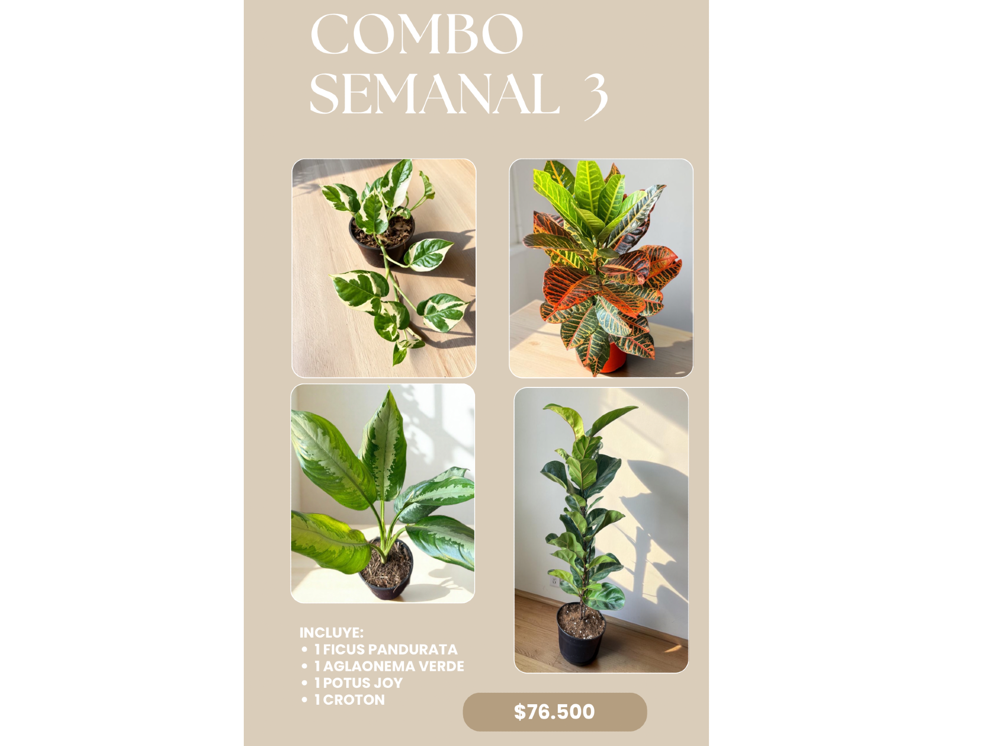COMBO 3