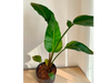 STRELITZIA GRANDE