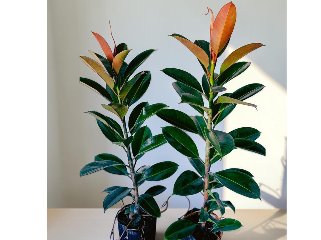 GOMERO VERDE