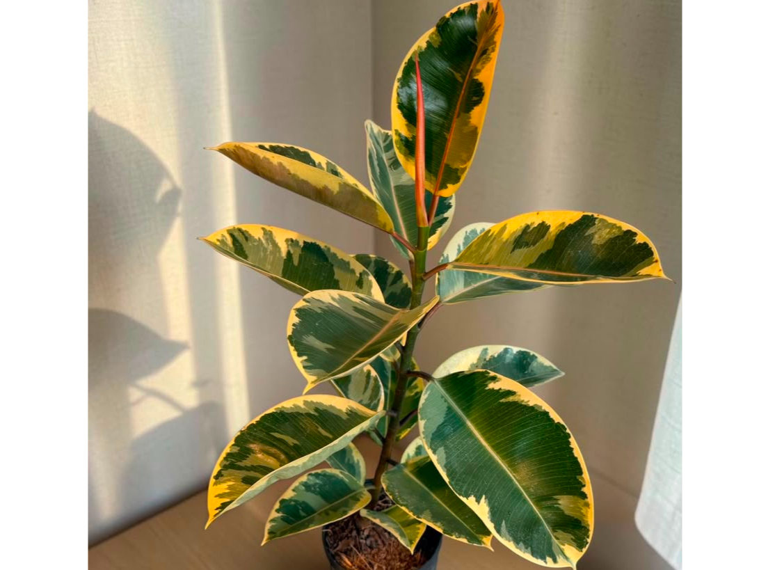 GOMERO VARIEGADO