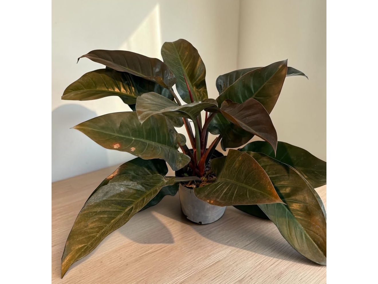 PHILODENDRON IMPERIAL