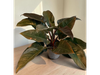 PHILODENDRON IMPERIAL