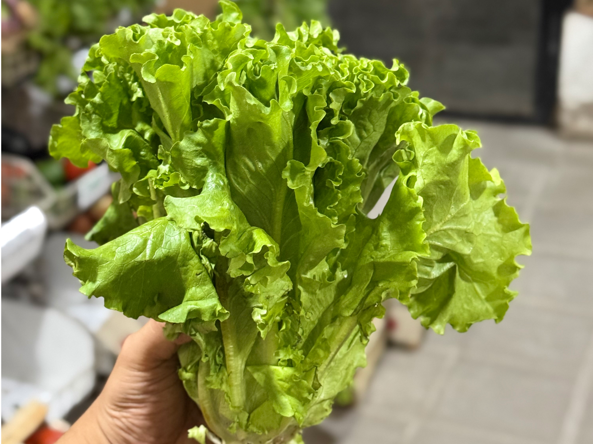 Lechuga Crespa (común)