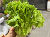 Lechuga Crespa (común)