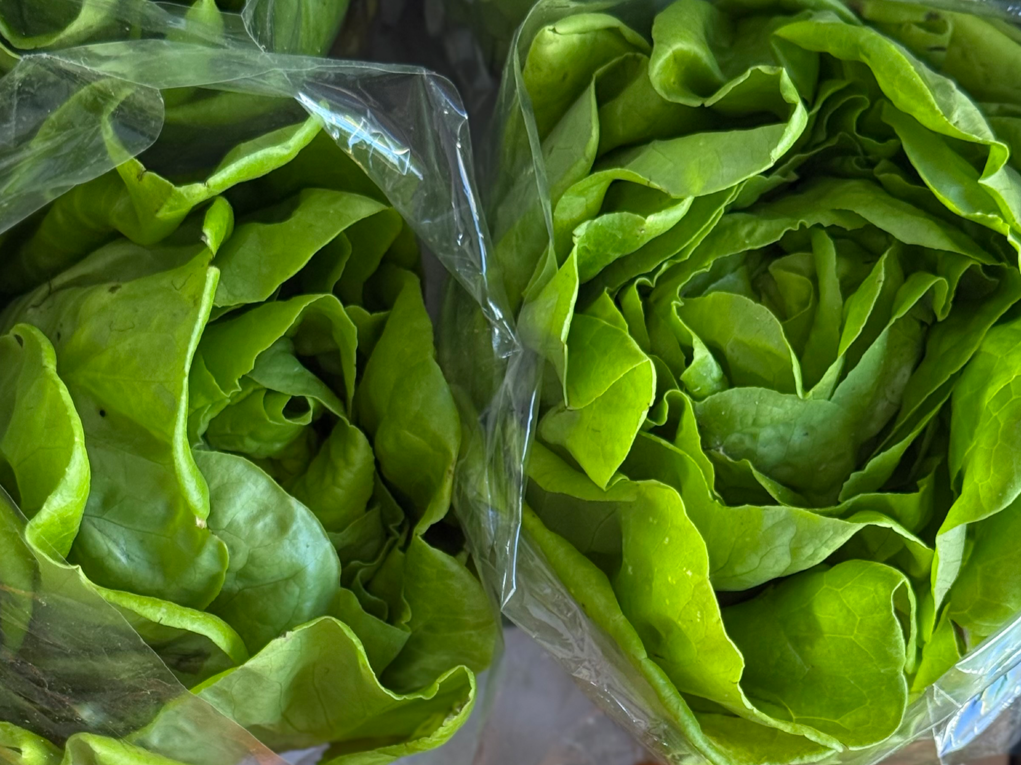 Lechuga MANTECOSA (Hidropónica)