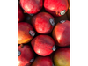 MANGO (BRASIL)
