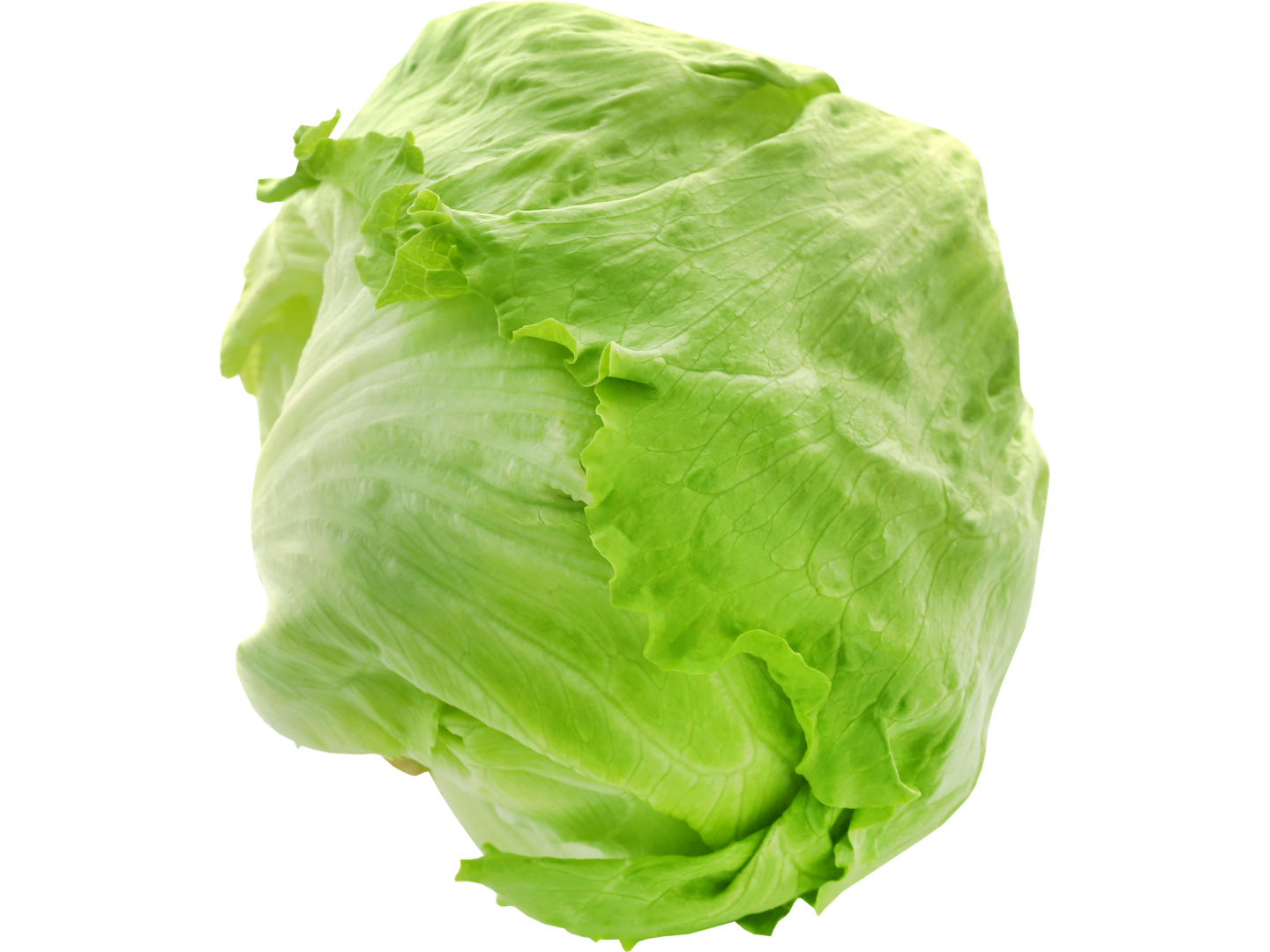 Lechuga Repollada