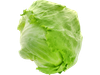 Lechuga Repollada