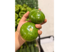 Zapallito verde