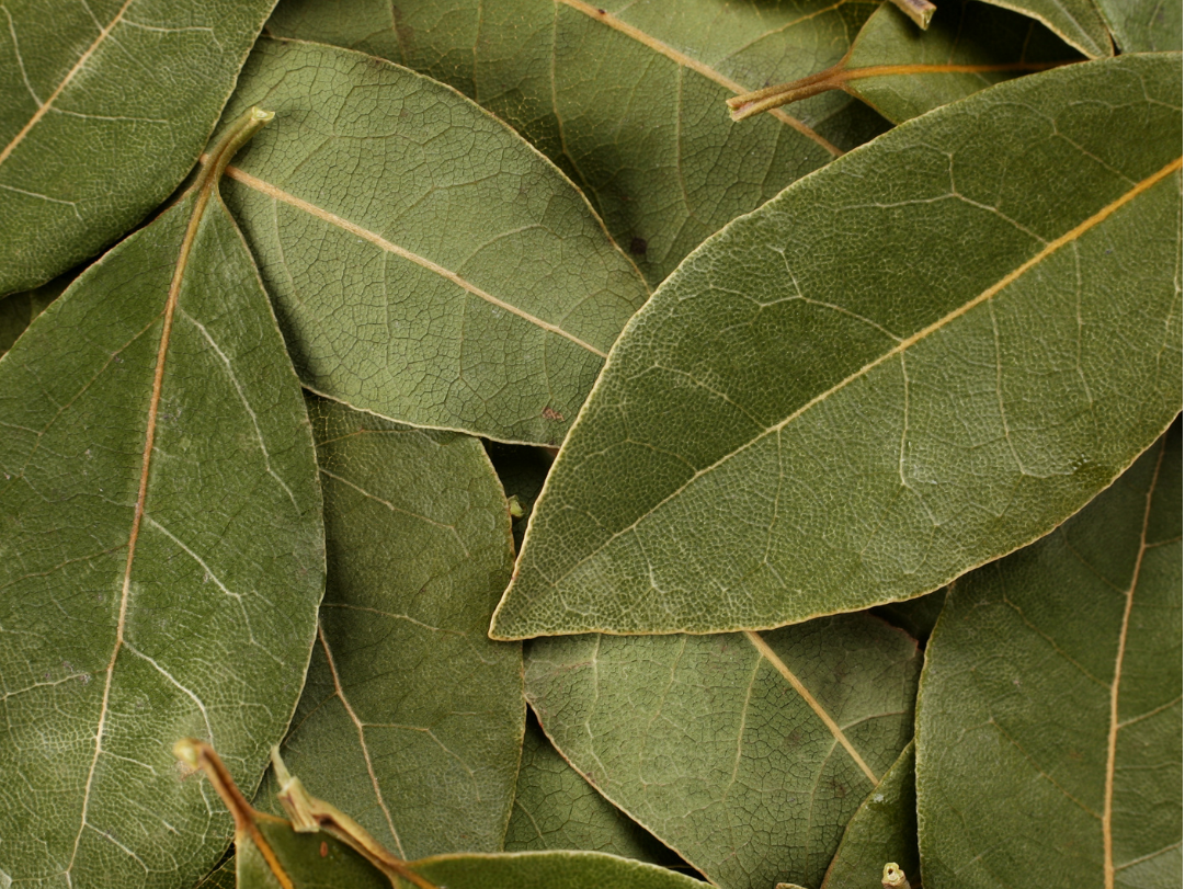 Laurel