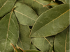 Laurel