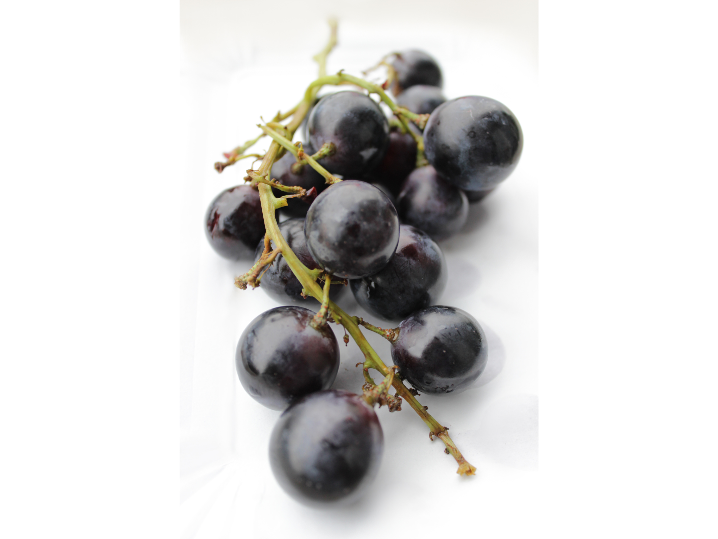 Uva Negra (MENDOZINA)