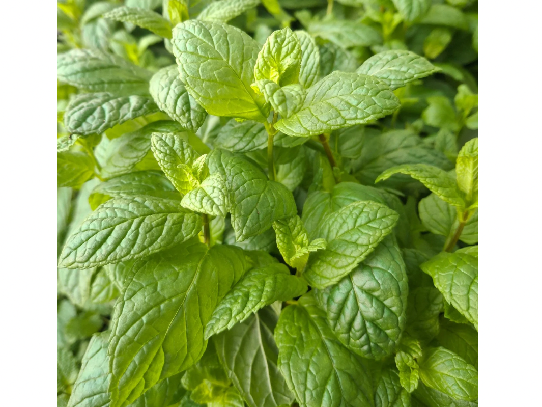 Menta
