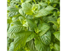 Menta