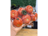 Tomate (Mendocino)