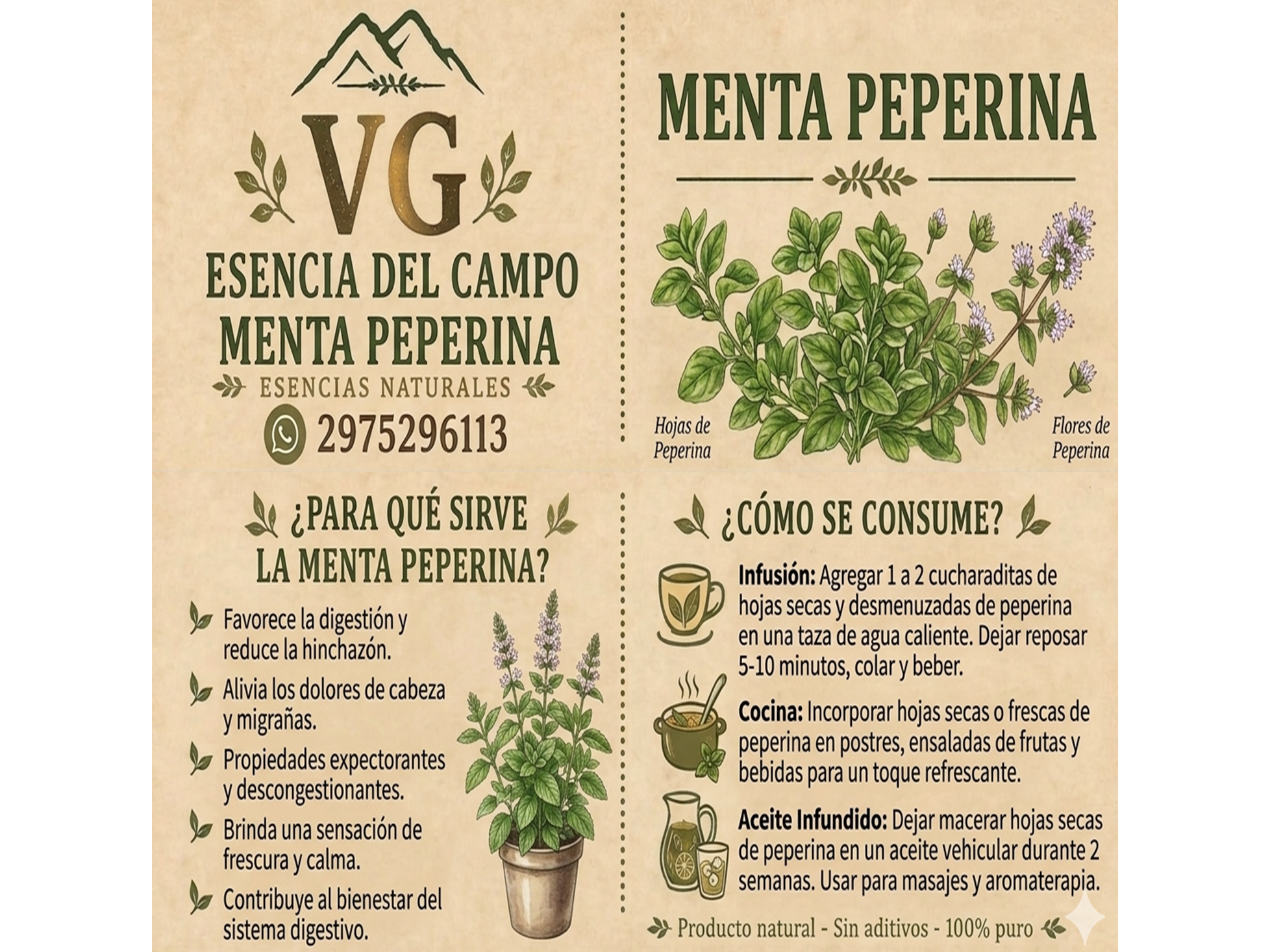 MENTA PEPERINA