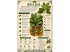 BOLDO