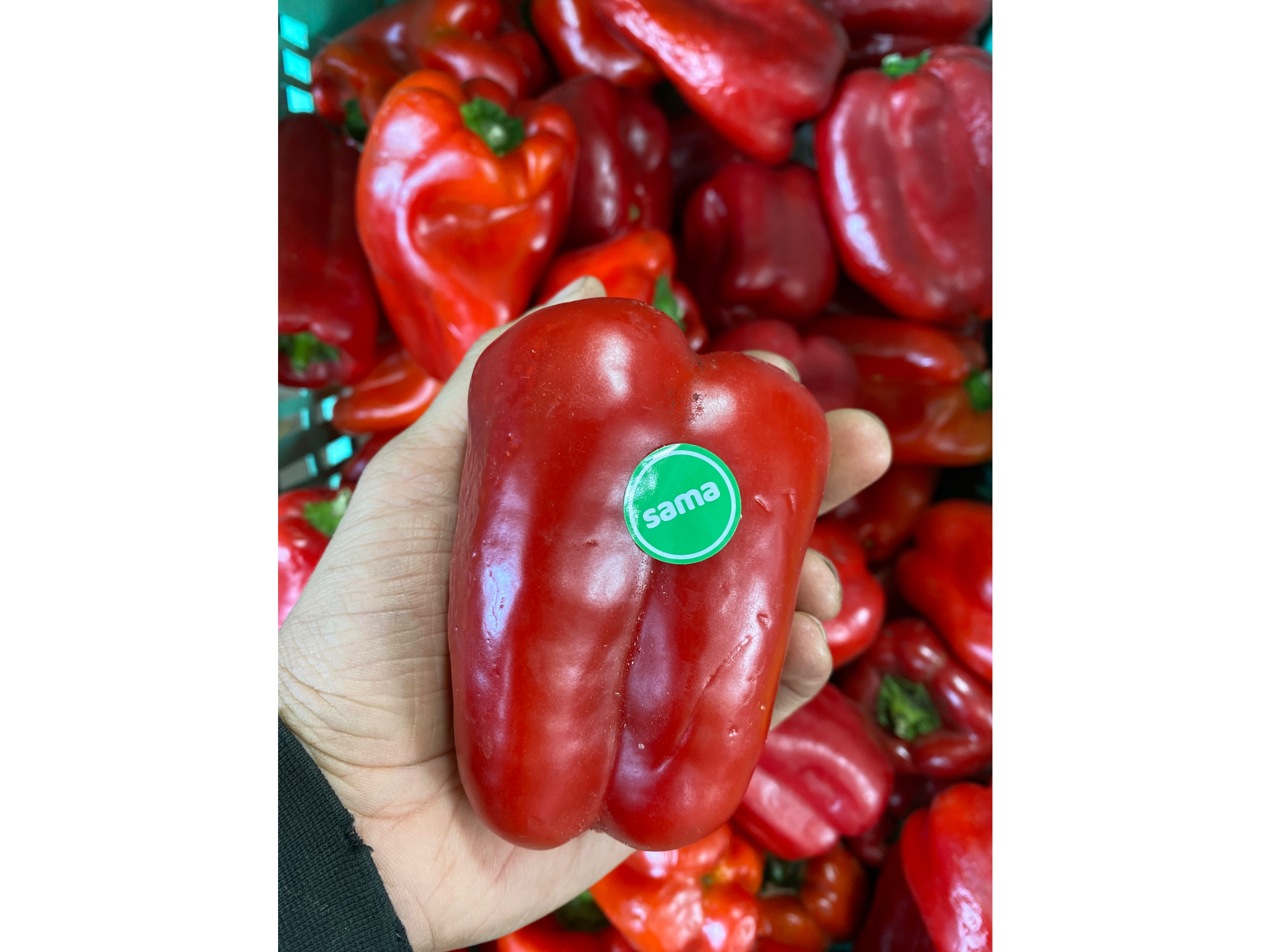 PIMIENTO ROJO