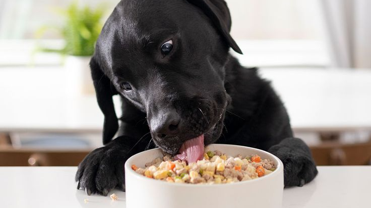 Alimentos para Perros